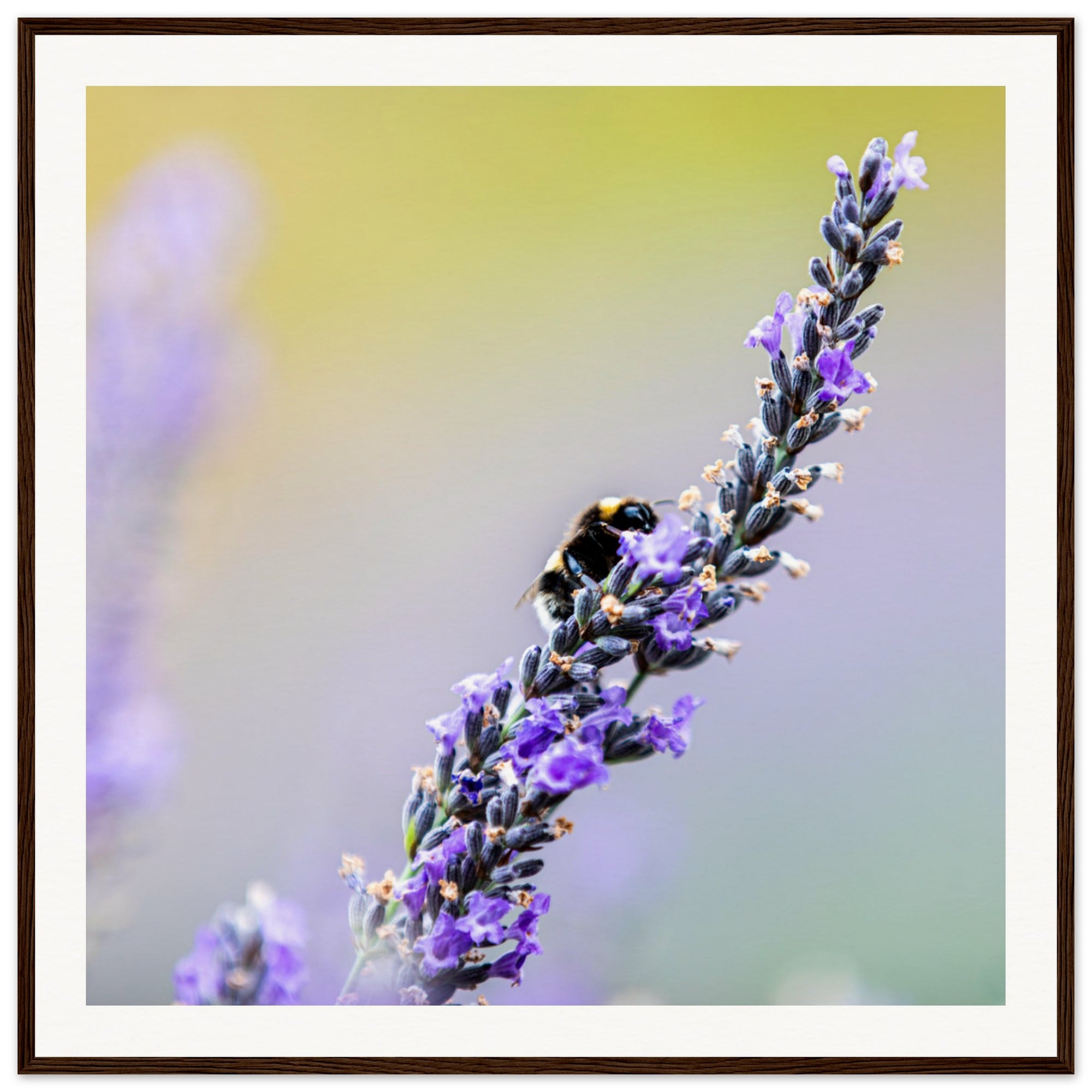 Close-up of insect life on lavender in a minimalist wall print.

