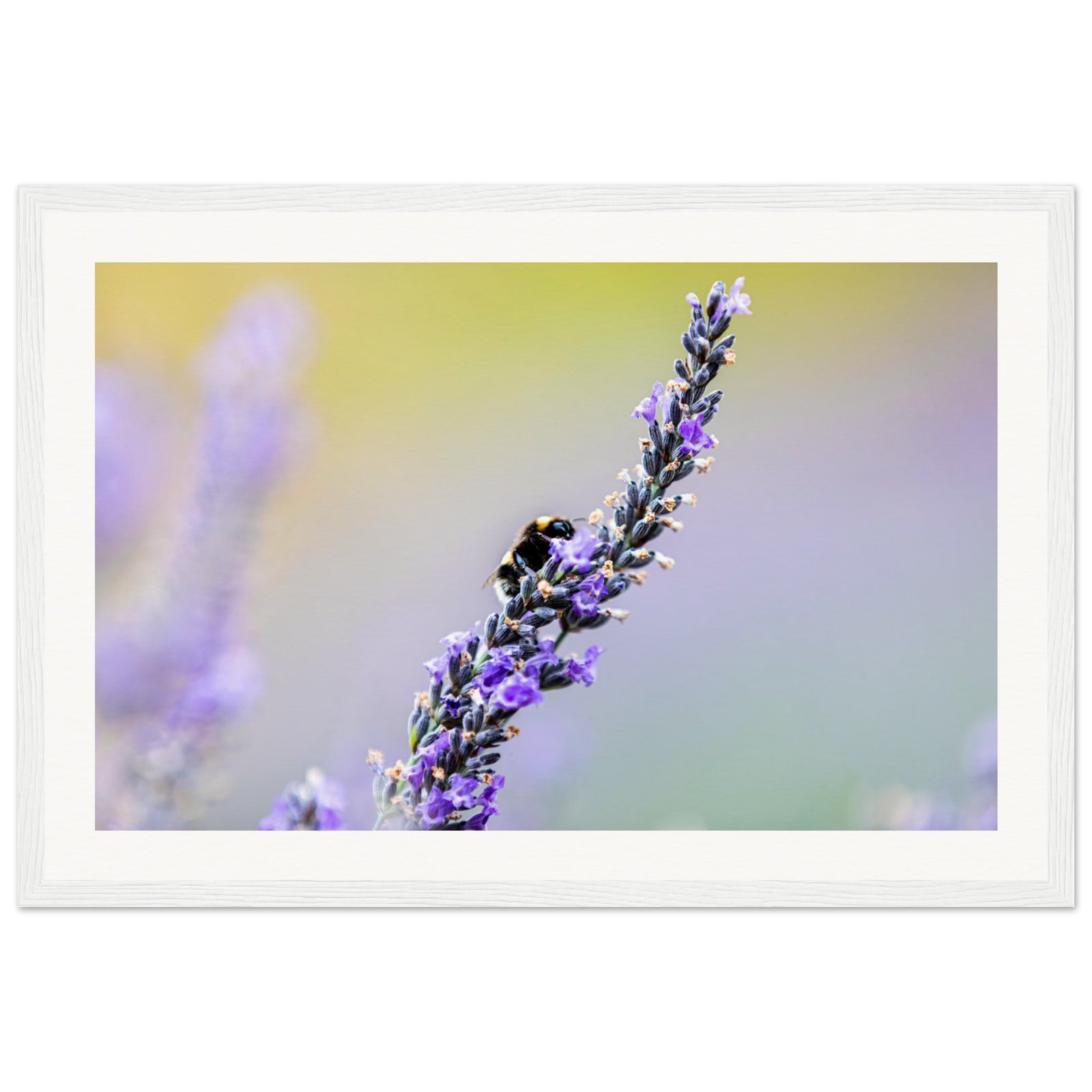 Bee mid-pollination on a single lavender stalk in fine art print.

