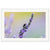 Bee mid-pollination on a single lavender stalk in fine art print.

