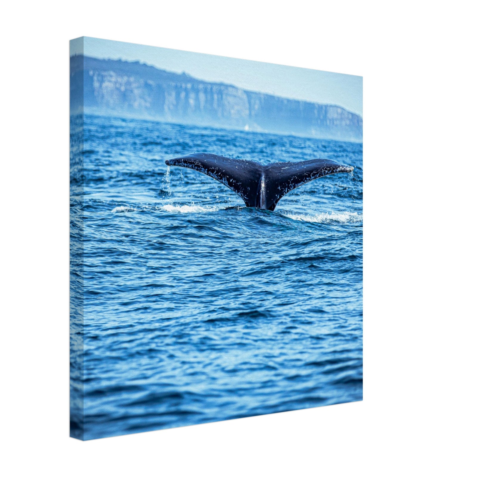 Humpback whale fluke visible above blue sea waters

