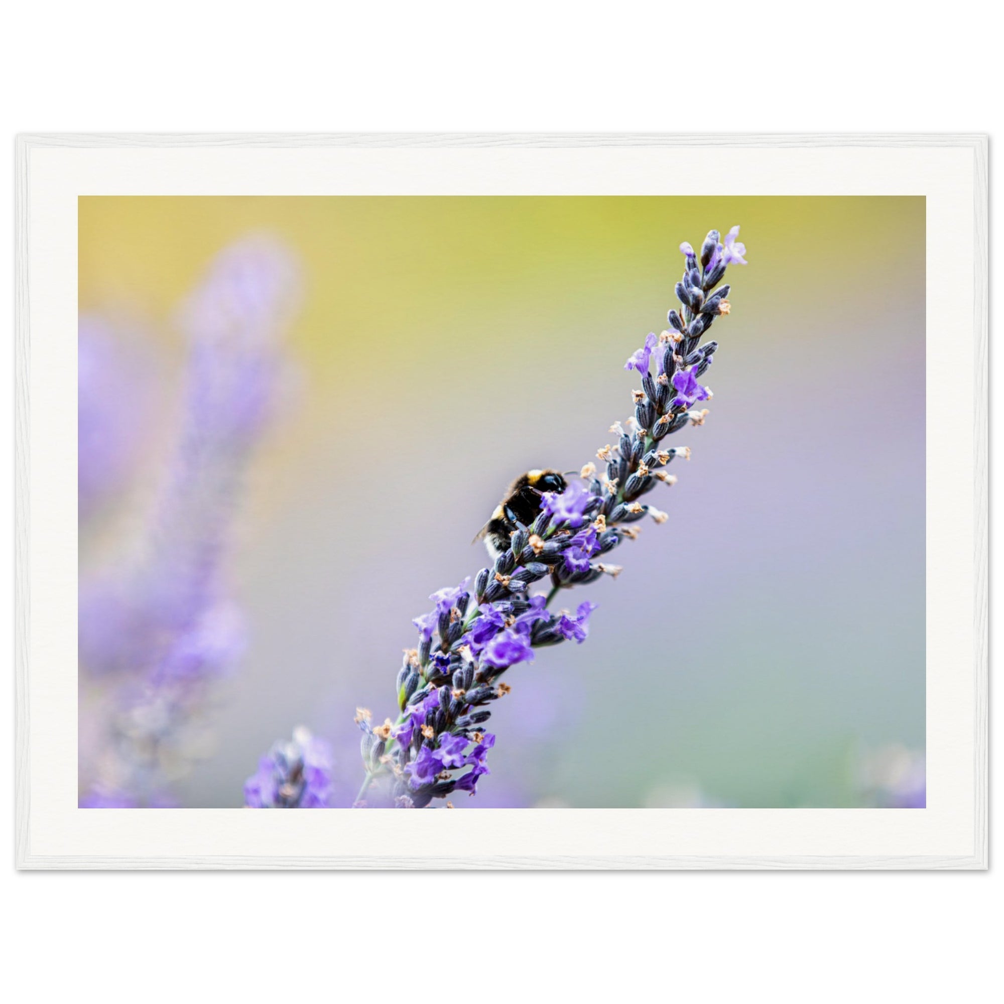 Lavender stem with a bee caught in beautiful light and clarity.

