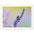 Lavender stem with a bee caught in beautiful light and clarity.

