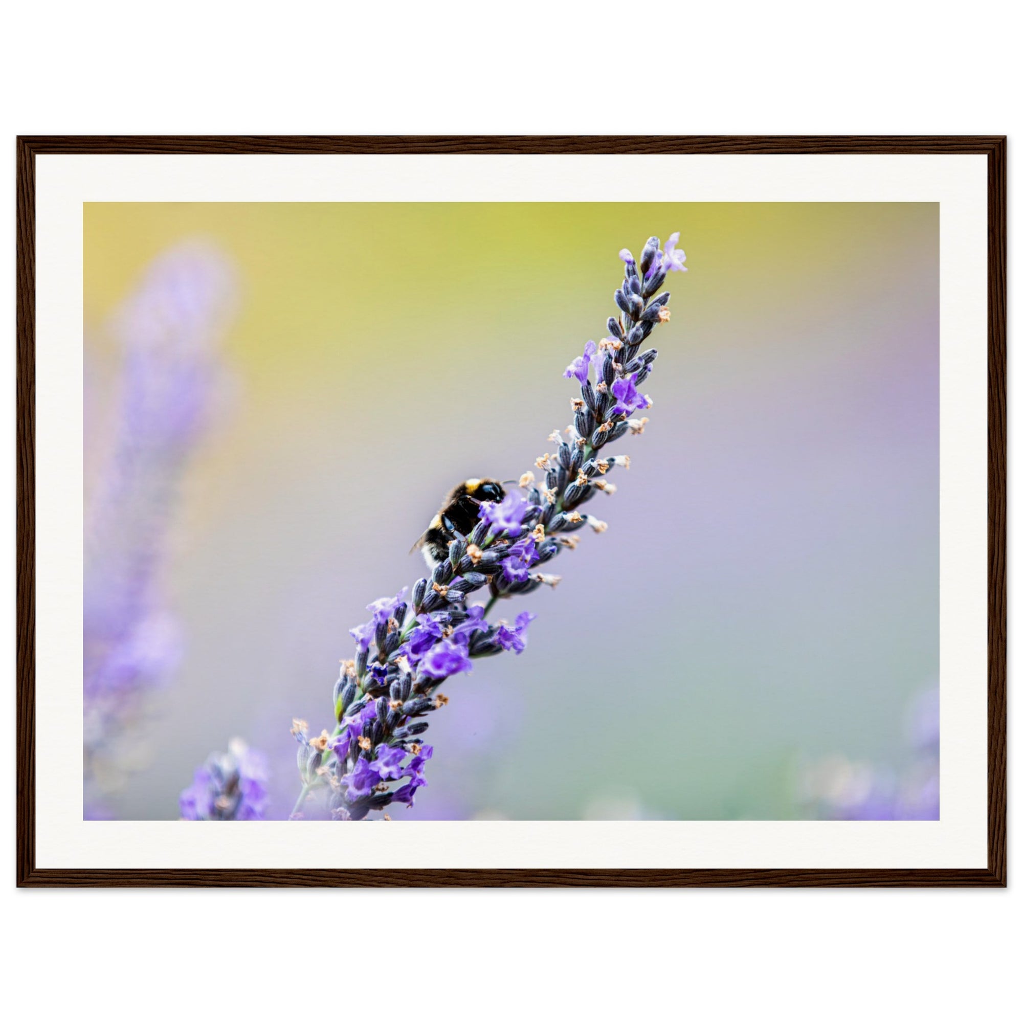 Bee visiting lavender in a pastel-toned natural setting.

