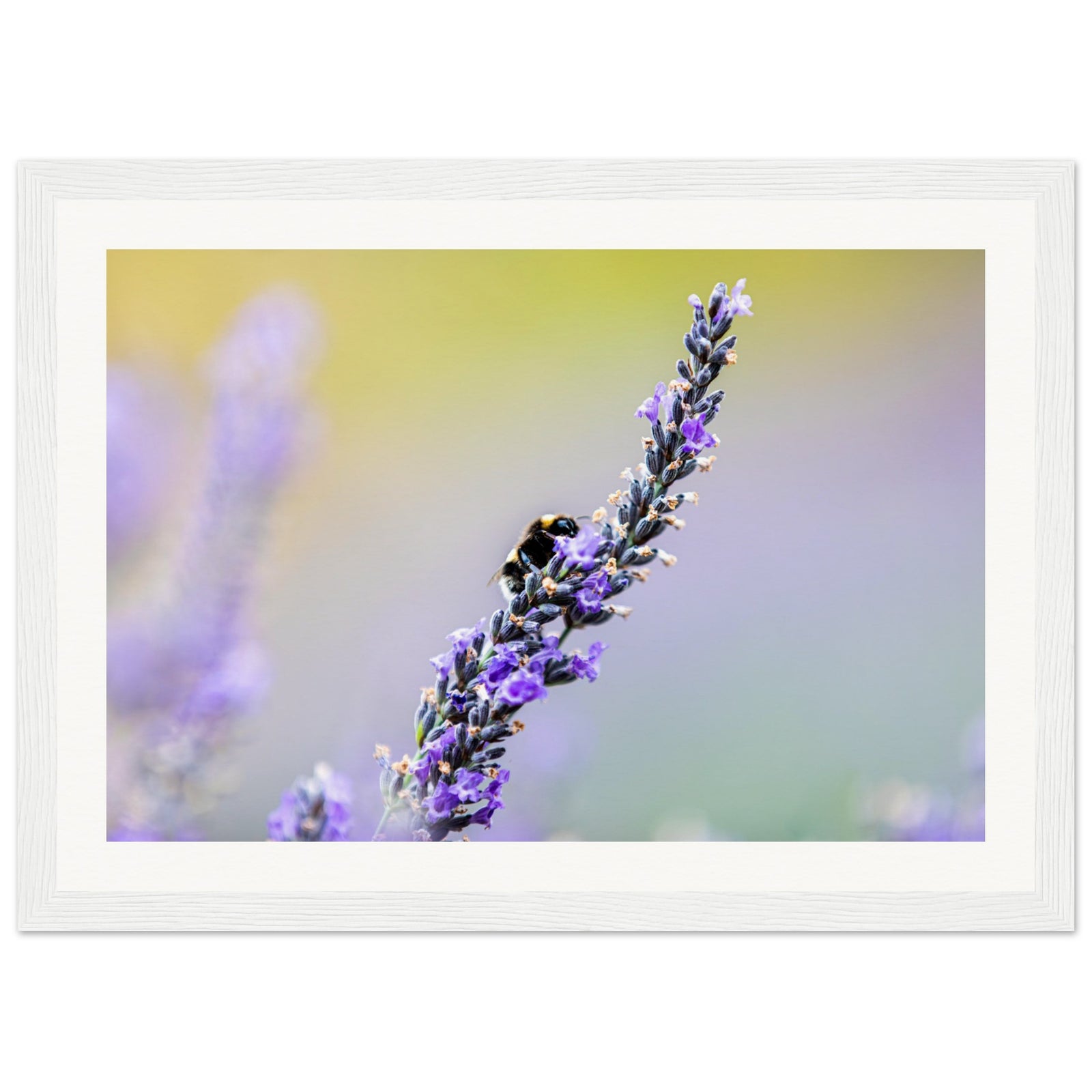 Bee on fresh lavender flowers, captured in natural morning light.

