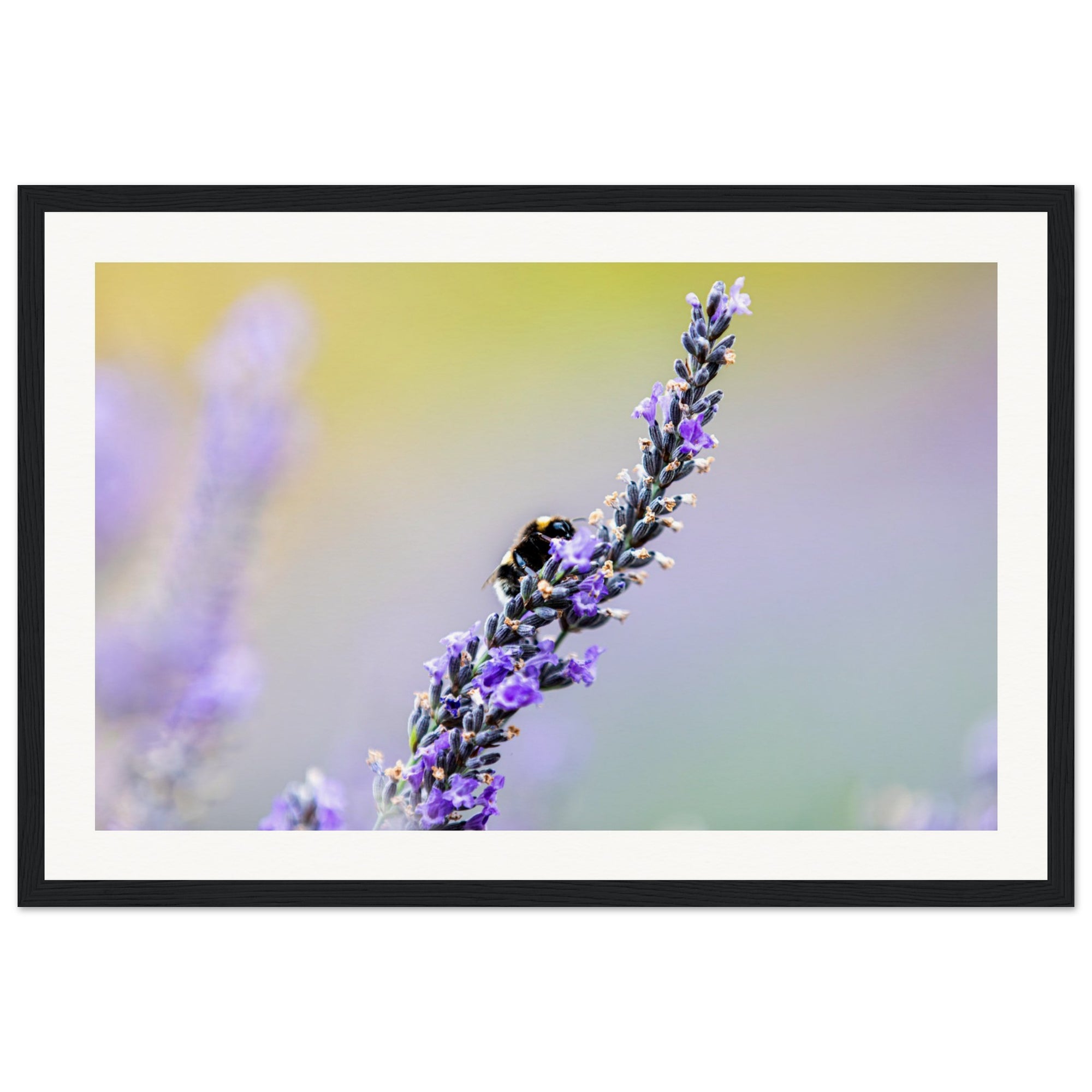Lavender spike visited by a bee with a dreamy background.


