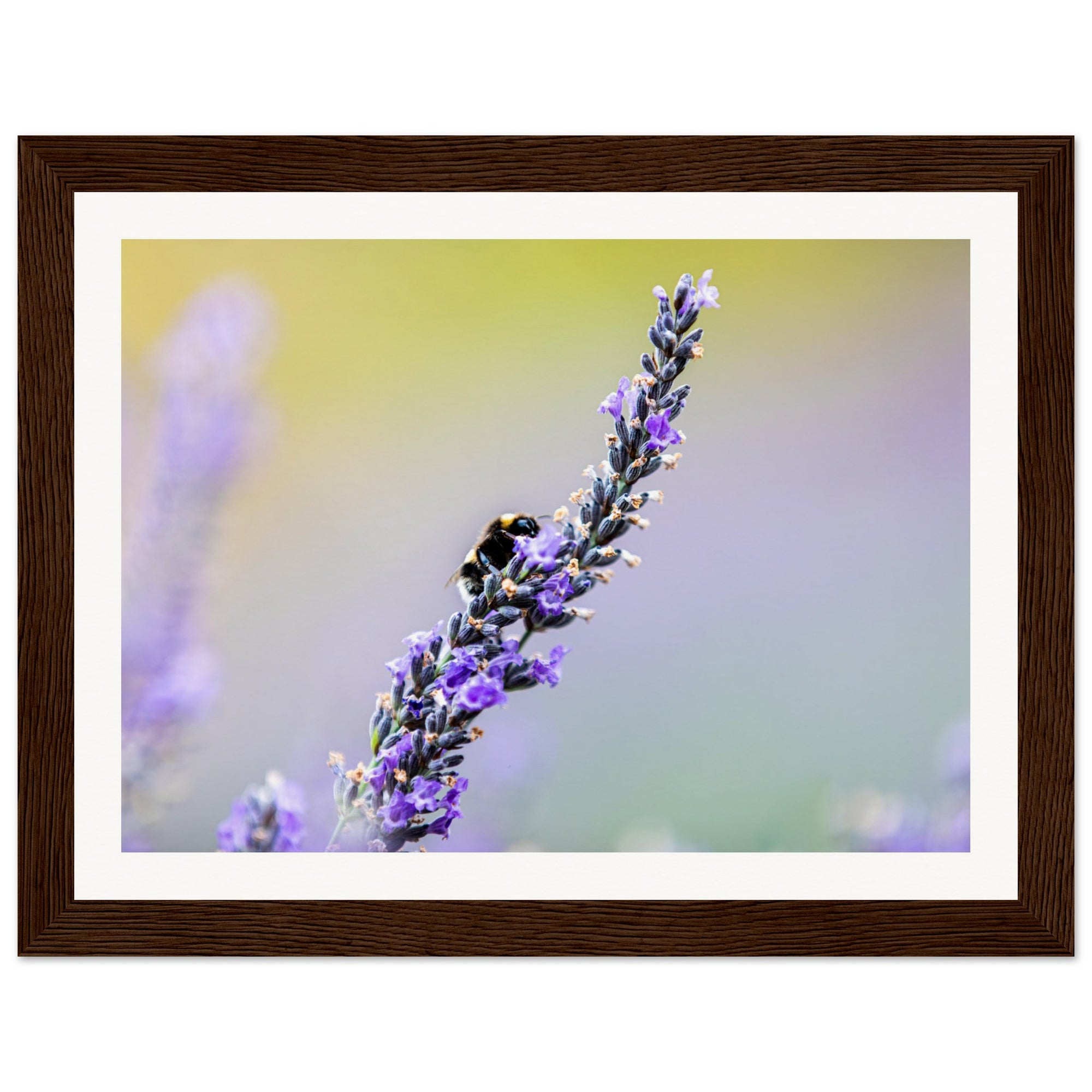 Vibrant lavender with a bee framed for nature lovers.

