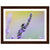 Vibrant lavender with a bee framed for nature lovers.

