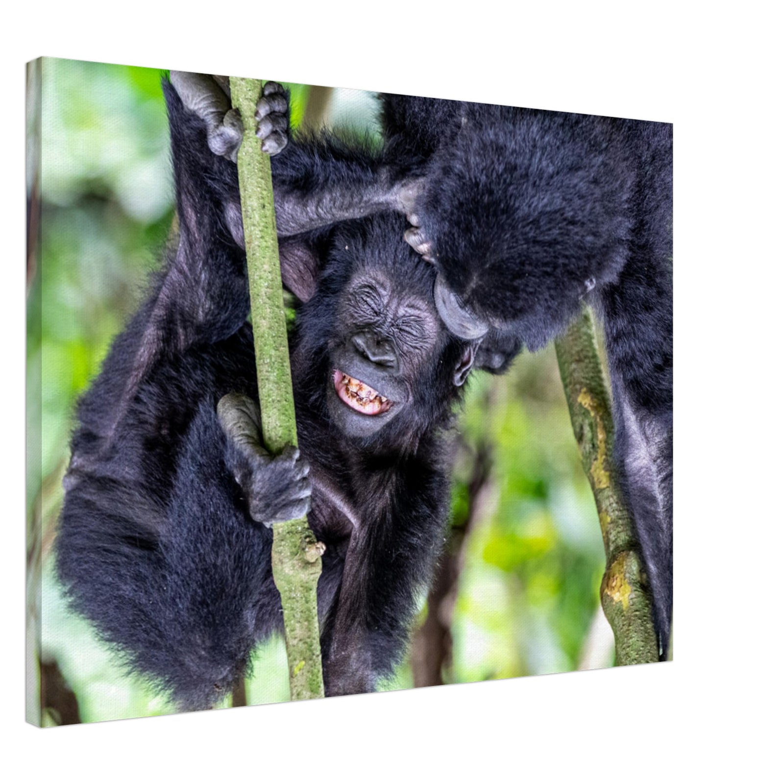 Gorilla showing affection in a forest environment.

