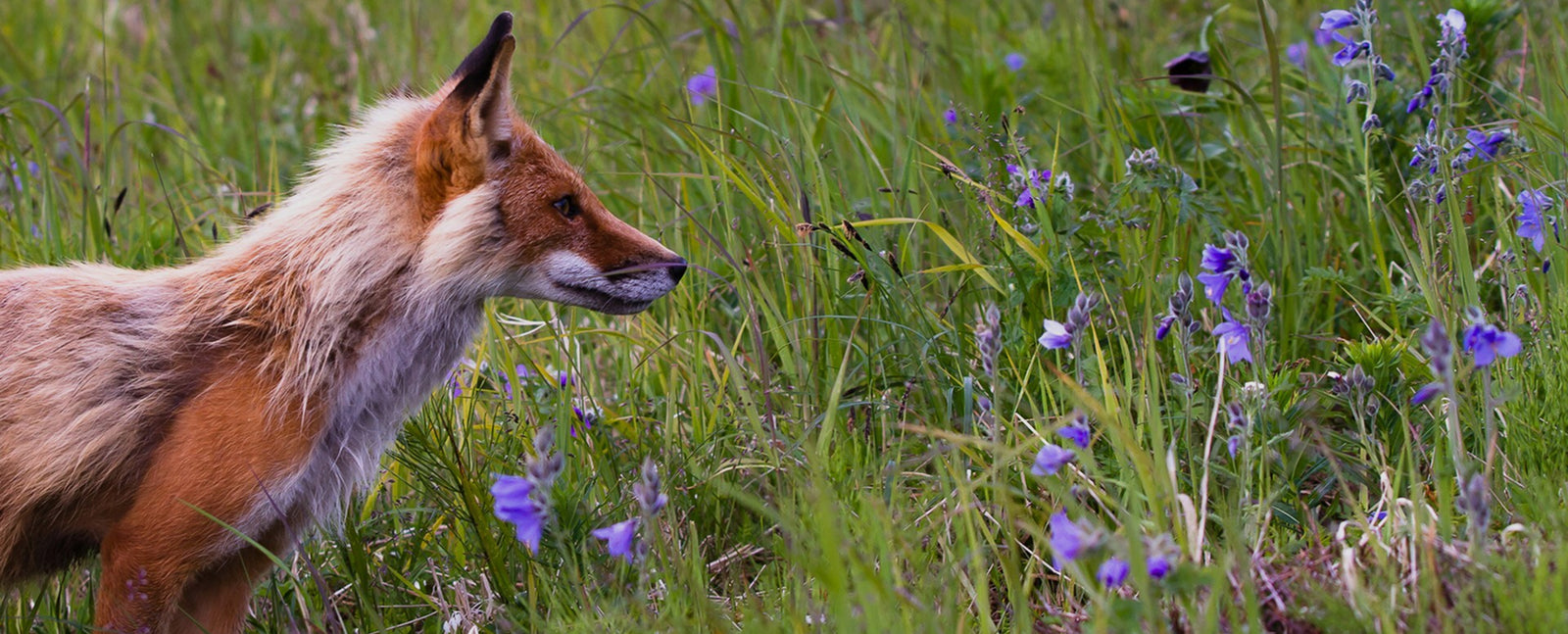 fox on grass
