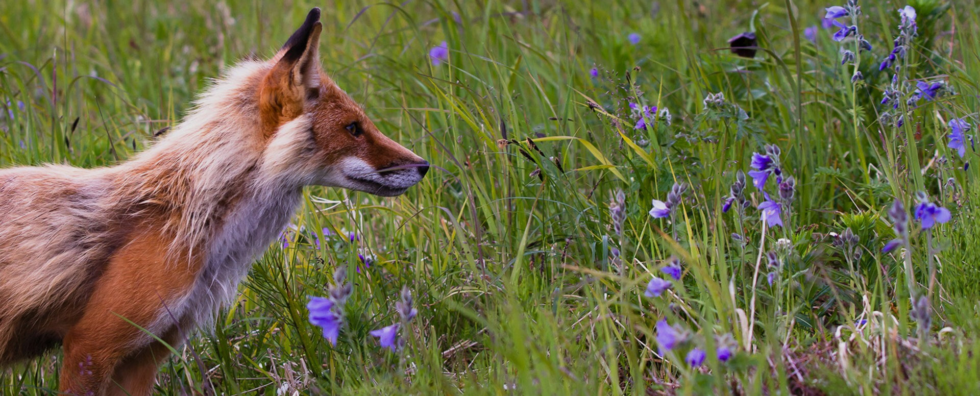 fox on grass