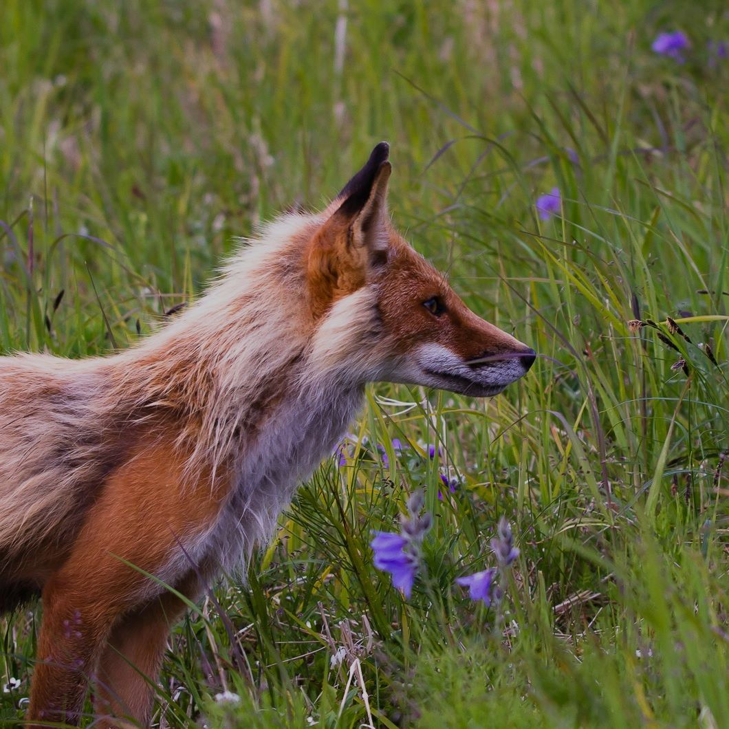grass fox