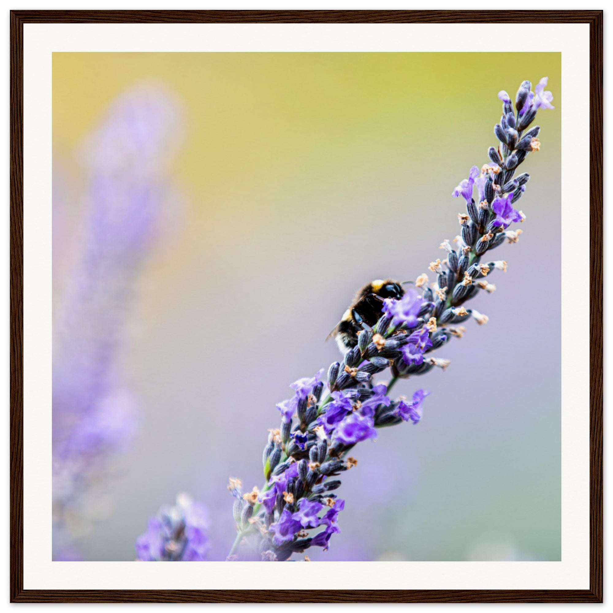 Wall art featuring a bee harvesting from purple lavender.

