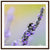 Wall art featuring a bee harvesting from purple lavender.

