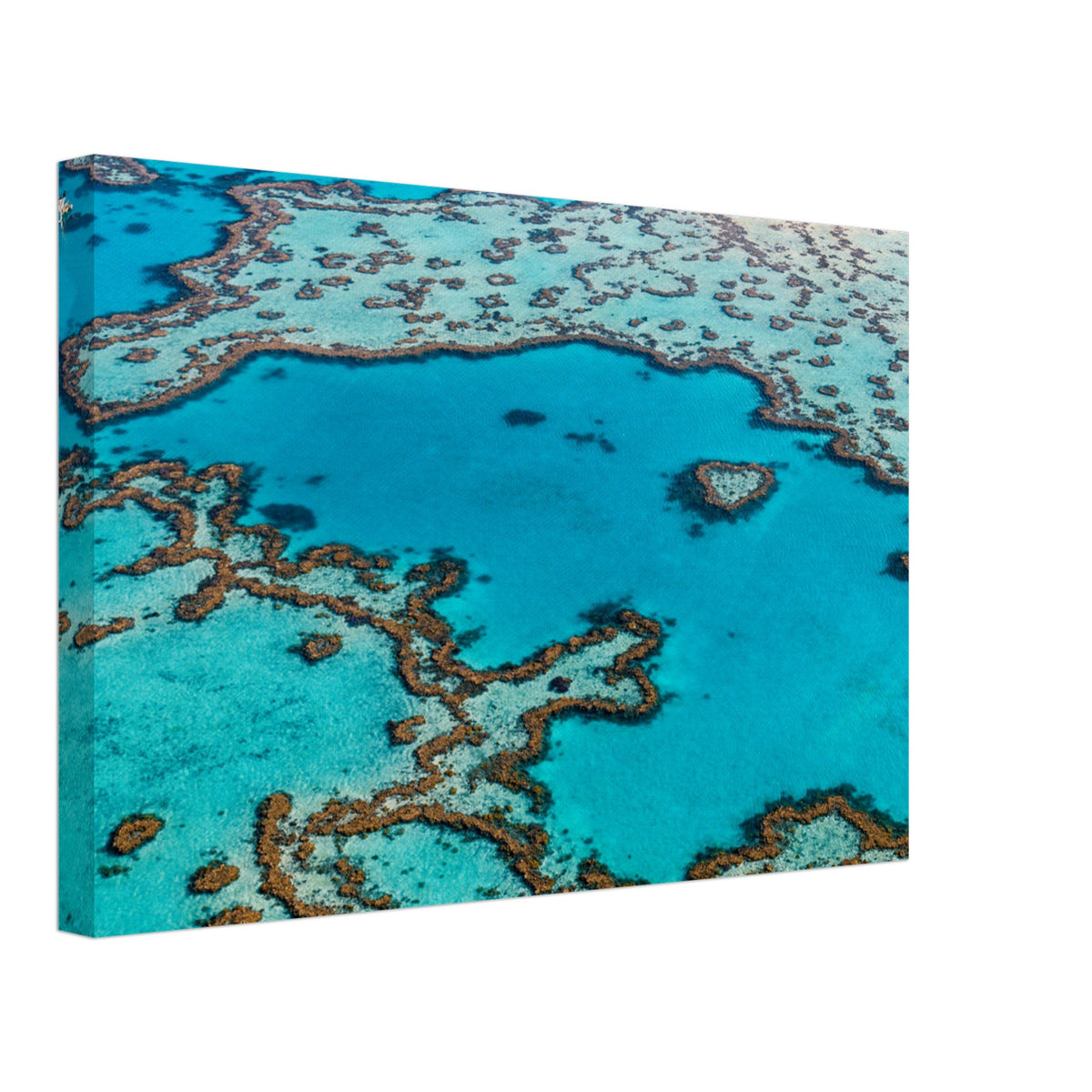 Vibrant coral formations forming a heart shape in shallow waters.

