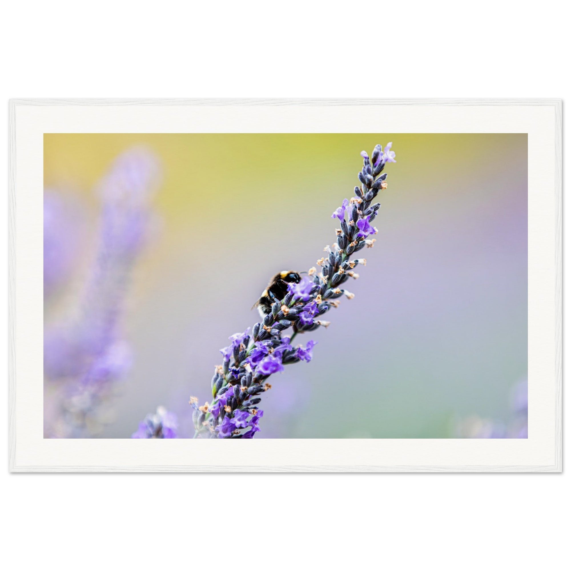 Bumblebee gently landing on lavender flowers in a framed scene.


