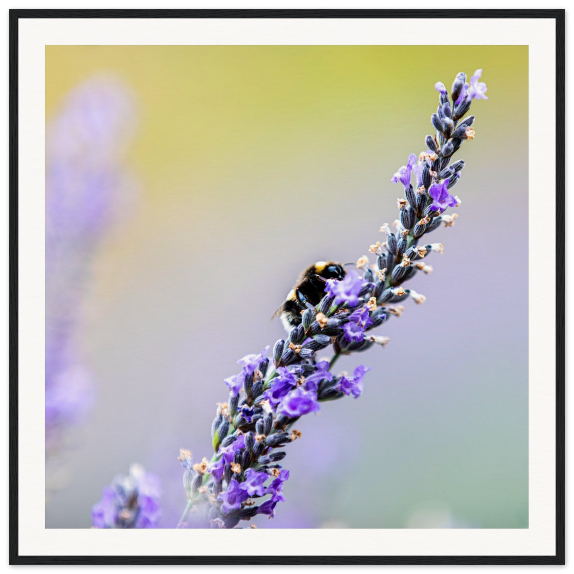 Framed image of pollination on purple lavender blossoms.

