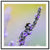 Framed image of pollination on purple lavender blossoms.

