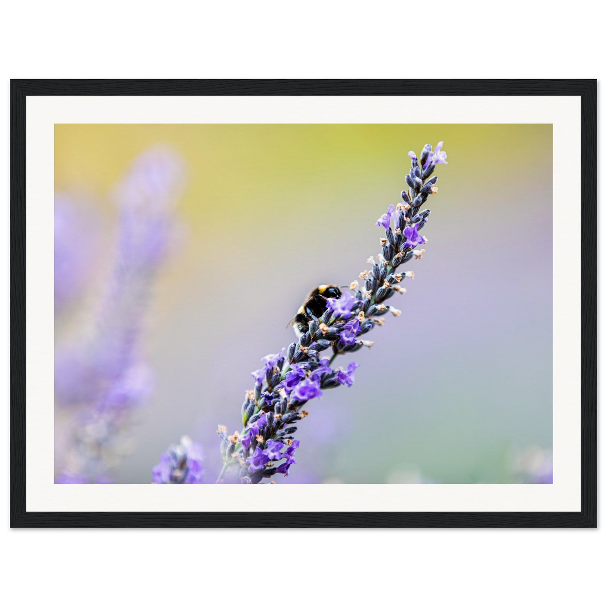 Lavender detail shot featuring a bee mid-pollination.


