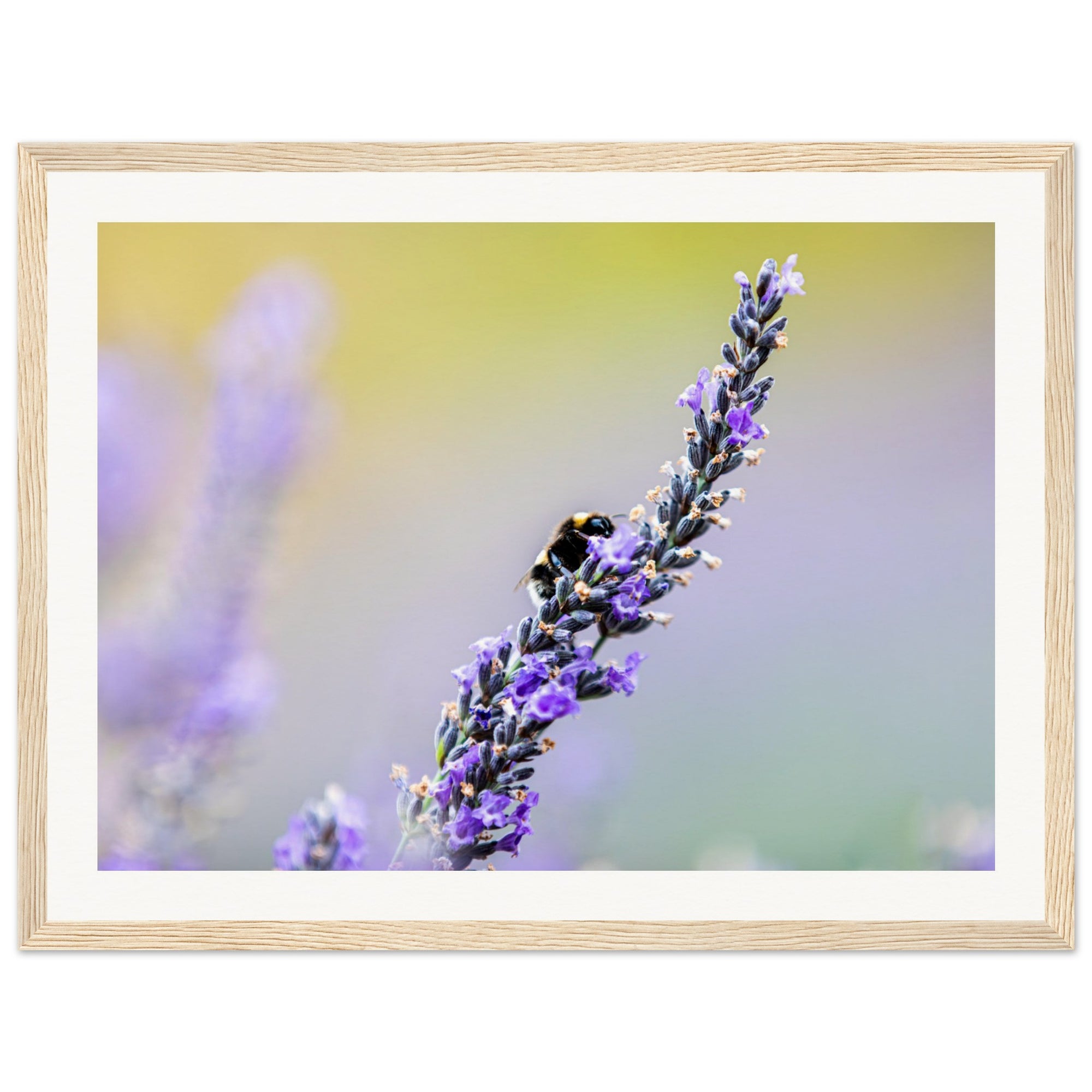 Framed photo of a bee harvesting nectar from lavender.

