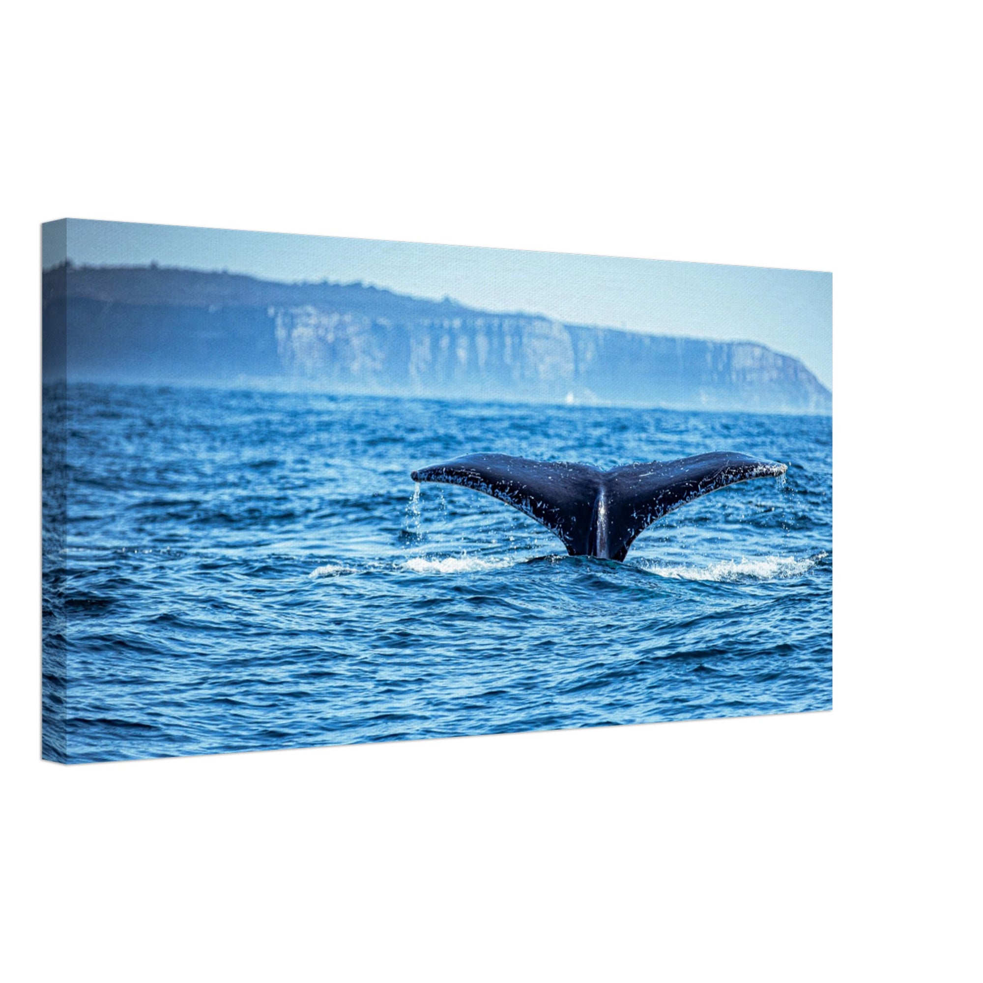 Majestic humpback whale prepares for deep dive

