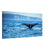 Majestic humpback whale prepares for deep dive

