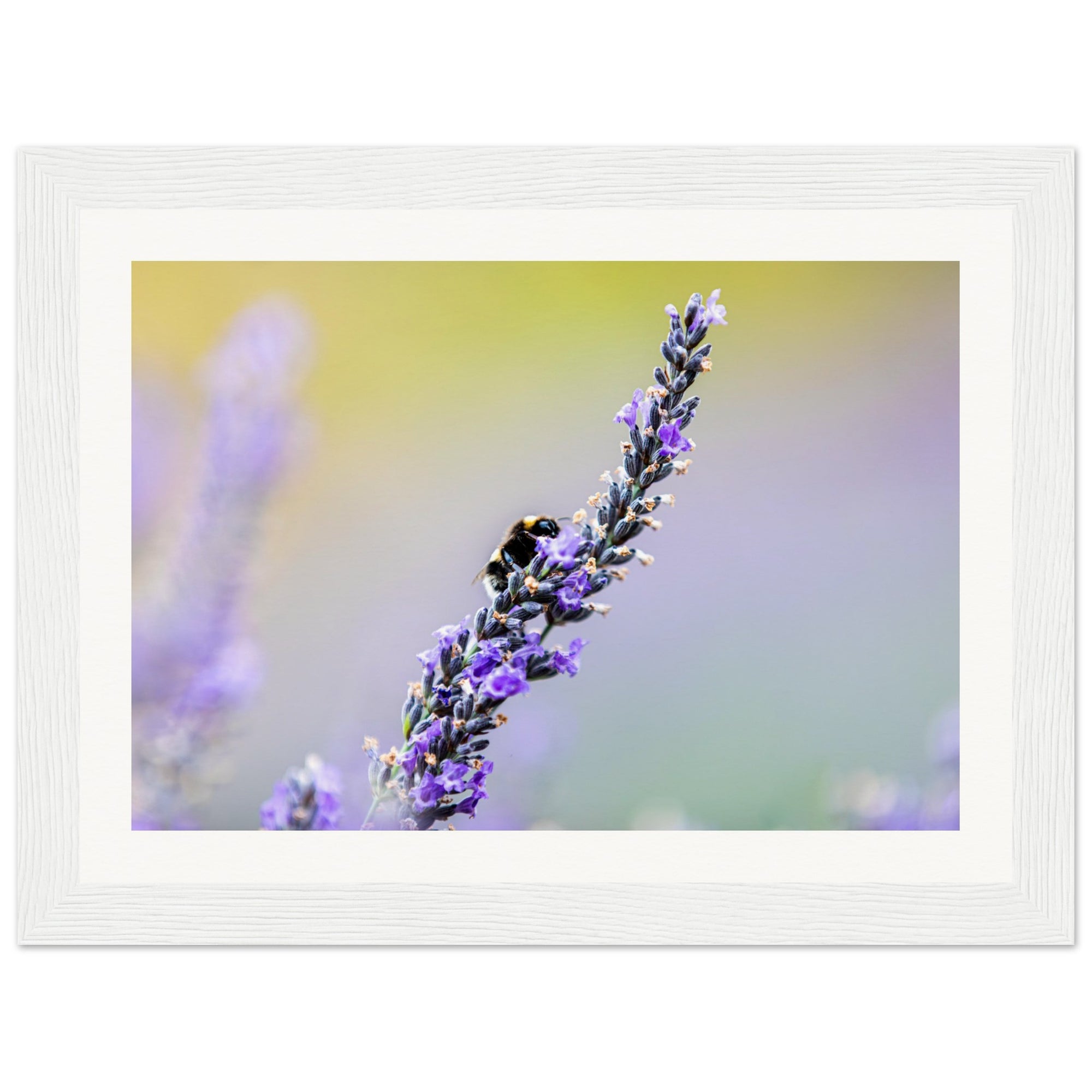Bumblebee clinging to lavender in a tranquil garden scene.

