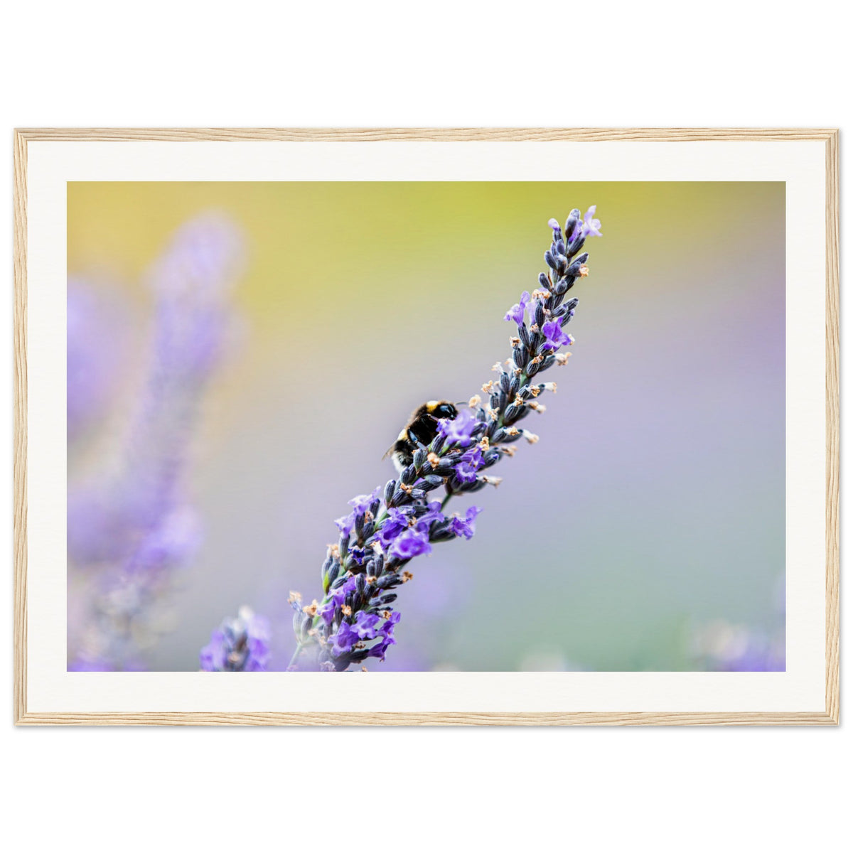Macro photograph of a bee pollinating lavender blooms.


