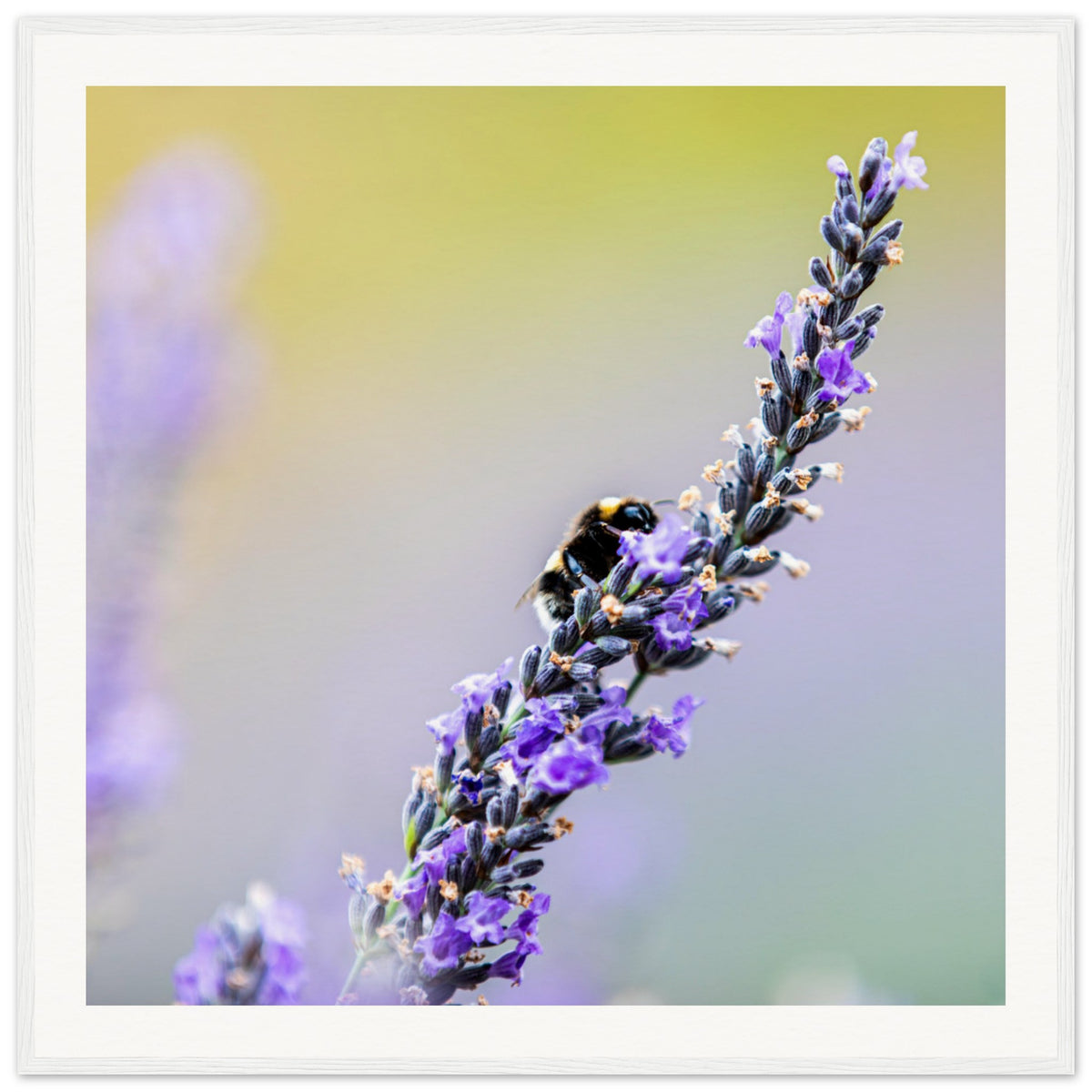 Framed view of a honeybee on a lavender stalk in bloom.

