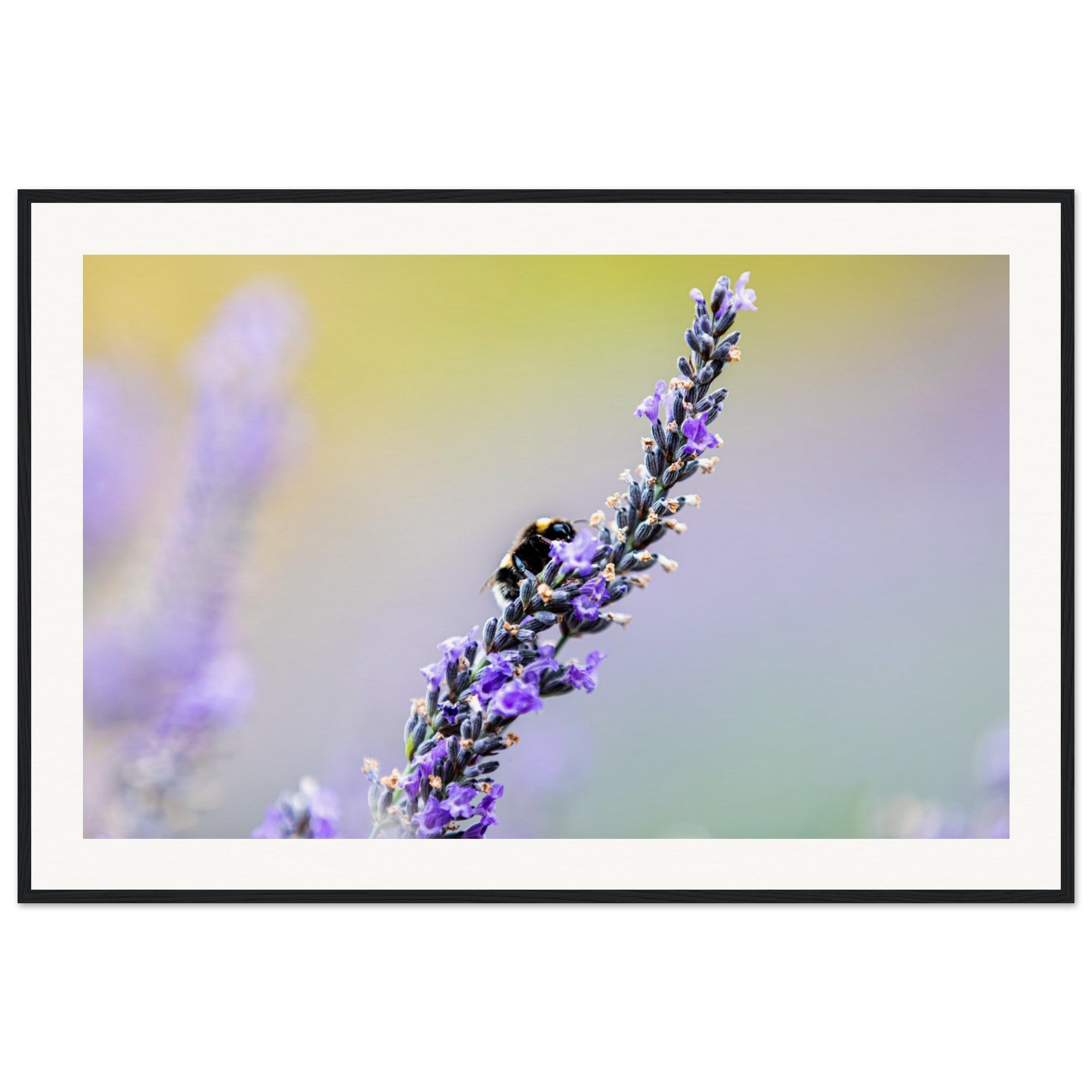 Fine art photo of lavender and bee interaction in nature.

