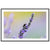 Fine art photo of lavender and bee interaction in nature.

