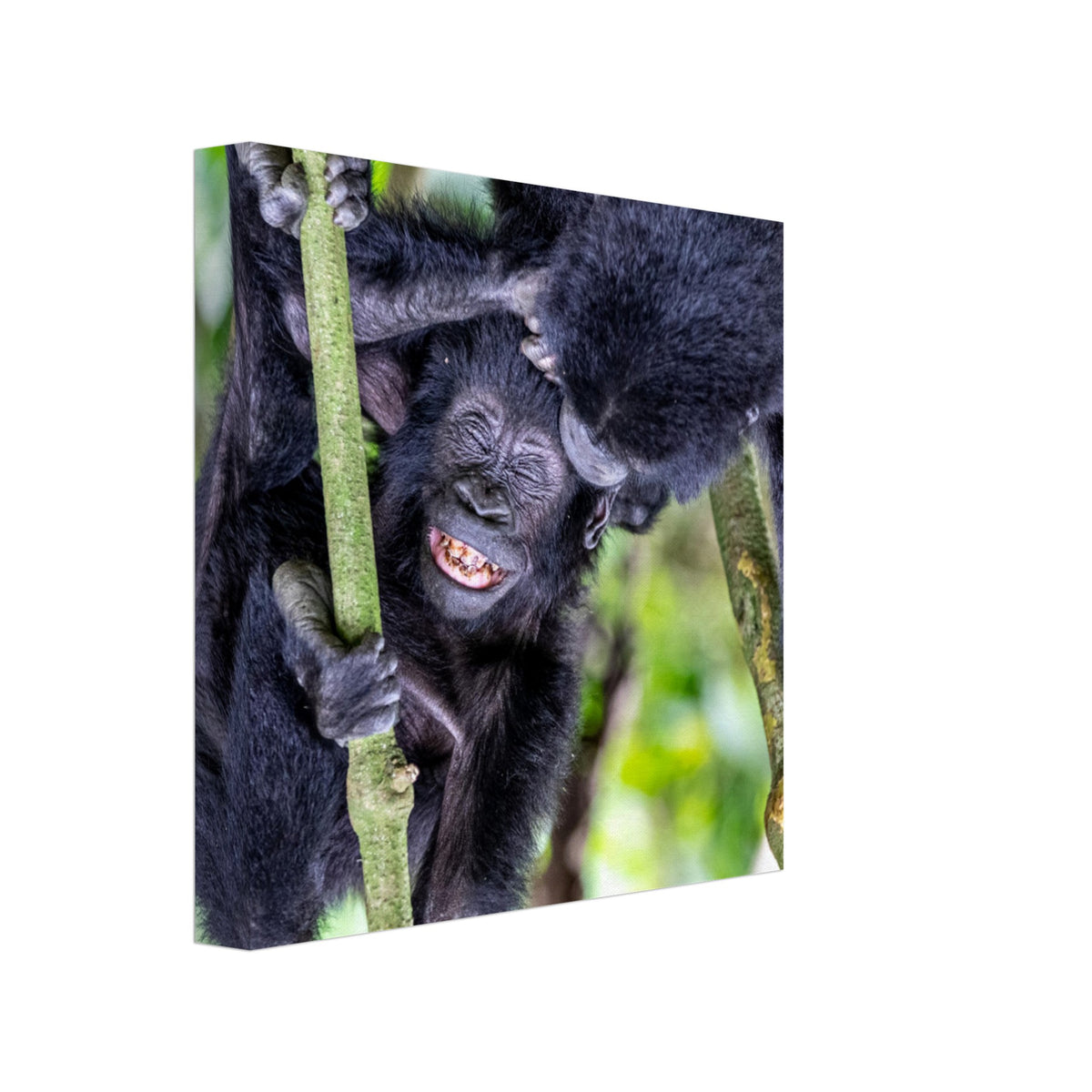 Baby gorilla laughing as another gorilla interacts with it.

